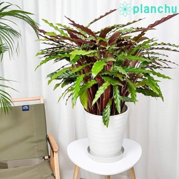 PLANCHU 観葉植物 カラテア ルフィバルバ 8号鉢 受け皿付き 育て方説明書付き Calathea rufibarba  大鉢 大株 充実株