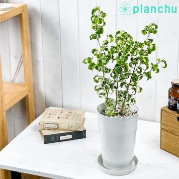 PLANCHU 観葉植物 フィカス ベンジャミン シタシオン 斑入り 6号鉢 受け皿付き 育て方説明書付き Ficus benjamina ‘Sitasion’ 幸運を呼ぶ木 ゴムノキ