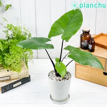 PLANCHU 観葉植物 アロカシア ブラックステム 4号鉢 受け皿付き 育て方説明書付き Alocasia ‘Black Stem’ アロイド