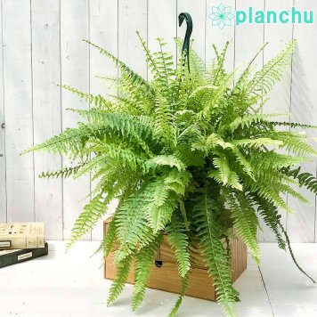 PLANCHU 観葉植物 ネフロレピス ハッピーマーブル 7号吊り鉢 育て方説明書付き Nephrolepis exaltata ‘Happy Marble’ タイガー ボストンファーン ボストンファン シダ植物