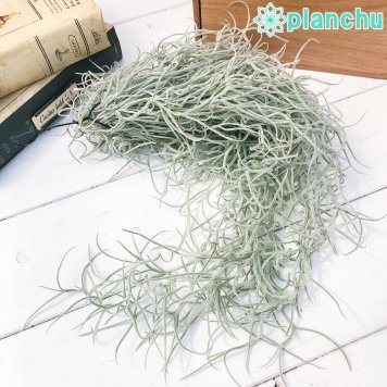 PLANCHU エアプランツ ティランジア ウスネオイデス 太葉 Lサイズ 1束 W12×H50cm前後 育て方説明書付き Tillandsia usneoides エアープランツ チランジア