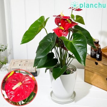 PLANCHU 観葉植物 アンスリウム ロイヤルチャンピオン 6号鉢 受け皿付き 育て方説明書付き Anthurium andraeanum ‘Royal Champion’ アンスリューム アロイド 鉢花 レッド系