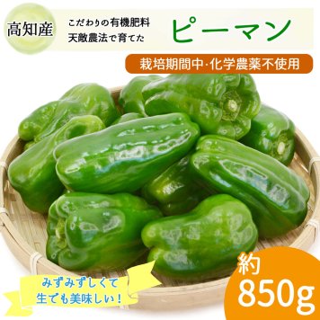 ピーマン 約850g 約25個 天敵農法 かめのこ農園 栽培期間中 化学農薬 化学肥料不使用 高知産 国産 安心 安全 産地直送 野菜【送料無料】