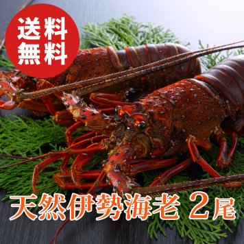 【送料無料】天然伊勢海老 活〆生冷凍 約300g×2尾【国産】【誕生日 結婚祝い 出産祝い 還暦祝い 結婚記念日 送別会 お祝い 引越し祝い 新築祝い 初節句 古希 喜寿 傘寿 お返し 内祝い お見舞い 快気祝い 金婚式 銀婚式 パーティー 景品 賞品 グルメ 母 父 女性 男性】【お歳暮 ハロウィン】