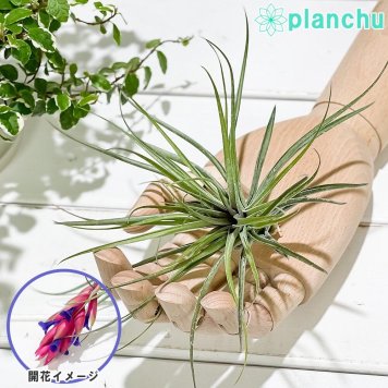 PLANCHU エアプランツ ティランジア ストリクタ マゼンタ 1株 W15×H11cm前後 育て方説明書付き Tillandsia stricta ‘Magenta’ エアープランツ チランジア