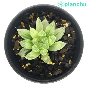 PLANCHU 多肉植物 ハオルチア ピリフェラ錦 2.5号鉢 Haworthia cooperi var. pilifera f.variegata