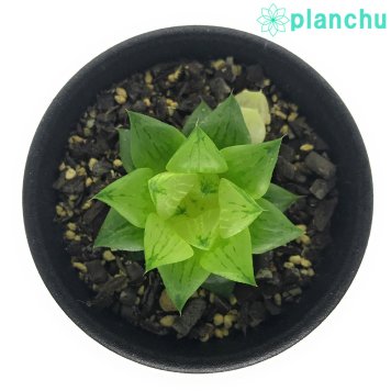 PLANCHU 多肉植物 ハオルチア 氷砂糖 2.5号鉢 Haworthia turgida f. variegata