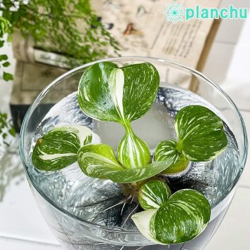 PLANCHU 浮草 エイコルニア ホテイアオイ 斑入り Mサイズ 1株 育て方説明書付き Eichhornia crassipes ‘Variegata’ ホテイソウ 水草 水生植物 メダカ草