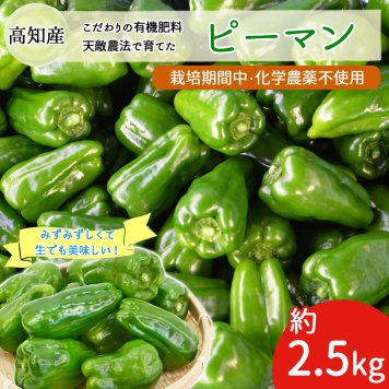 ピーマン 約2.5kg 約70個 天敵農法 かめのこ農園 栽培期間中 化学農薬 化学肥料不使用 高知産 国産 安心 安全 産地直送 野菜【送料無料】
