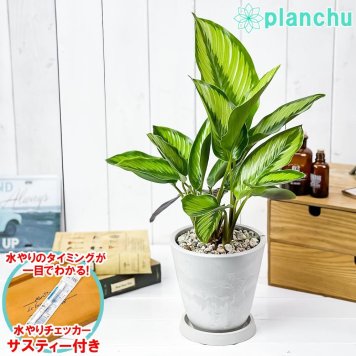 PLANCHU 観葉植物 カラテア ビューティースター 5号樹脂鉢 ホワイト サスティー付き 受け皿付き 育て方説明書付き Calathea 'Beauty Star'