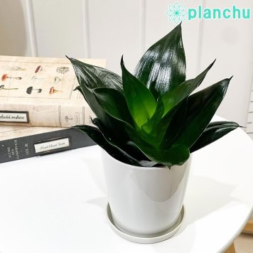 PLANCHU 観葉植物 サンセベリア ブラックドラゴン 4号鉢 受け皿付き 育て方説明書付き Sansevieria ‘Black Dragon’ サンスベリア 多肉植物