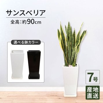 サンスベリア 7号 角高陶器 高さ約90cm 観葉植物