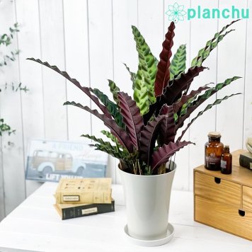 PLANCHU 観葉植物 カラテア ランキフォリア 6号鉢 受け皿付き 育て方説明書付き Calathea lancifolia インシグニス ランシフォリア