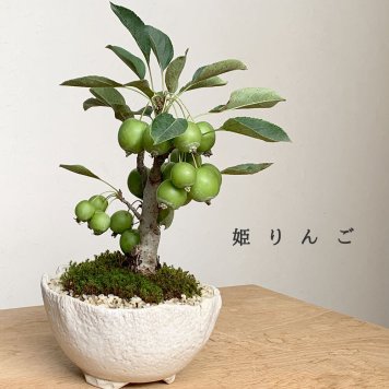小さなリンゴの木 姫林檎 ( ヒメリンゴ ) の盆栽 万古白深鉢 盆栽 ぼんさい ボンサイ bonsai bonsaiart ミニ盆栽 小品盆栽 姫リンゴ himeringo 