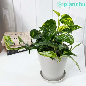 PLANCHU 観葉植物 ポトス シエスタ 5号鉢 受け皿付き 育て方説明書付き PVP Epipremnum aureum ‘Siesta’ エピプレムナム アロイド