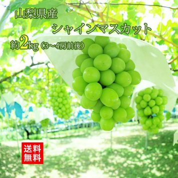【予約商品 9月初旬出荷】シャインマスカット 山梨県産 朝採れ お中元 ギフト 2kg 3～4房 大粒 ぶどう 糖度18以上 クール便無料 送料無料