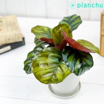 PLANCHU 観葉植物 カラテア ファシアータ 4号鉢 受け皿付き 育て方説明書付き Calathea fasciata