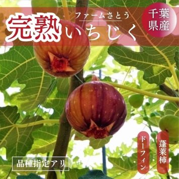 【予約】いちじく【ファームさとう】贈答用 品種おまかせ 12～13個 1㎏ 千葉県香取市 《8/上旬～8/下旬より出荷》 フルーツ 送料無料【一部地域を除く】