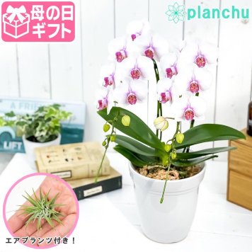 PLANCHU 母の日ギフト ミディ胡蝶蘭 ルージュ 2本立ち 5号陶器鉢 受け皿付き 育て方説明書付き エアプランツのおまけ付き ファレノプシス コチョウラン 洋ラン