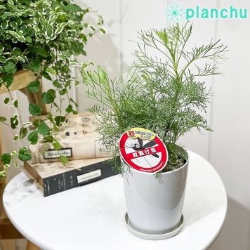 PLANCHU 草花 アルテミシア 蚊除け草 4号鉢 受け皿付き Artemisia abrotanum サザンウッド 宿根草 虫除け植物 ハーブ苗