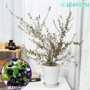 PLANCHU 果樹 ビルベリー 7号鉢 受け皿付き 育て方説明書付き Vaccinium myrtillus 苗 苗木 庭木 植木 ブルーベリー