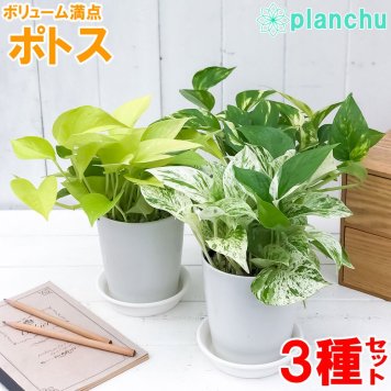 観葉植物 ポトス 3種セット ゴールデン ライム マーブルクイーン 4号鉢 受け皿付き 育て方説明書付き エピプレムヌム