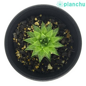 PLANCHU 多肉植物 ハオルチア エリゼアエ DMC09606 W of Stormsvlei 2.5号鉢 Haworthia elizeae