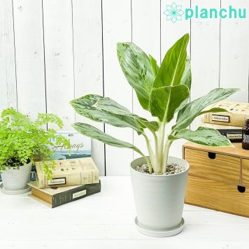 PLANCHU 観葉植物 アグラオネマ ホワイトライン 5号鉢 受け皿付き 育て方説明書付き Aglaonema ‘White Line’ 幸せを招くタイの宝石 アロイド