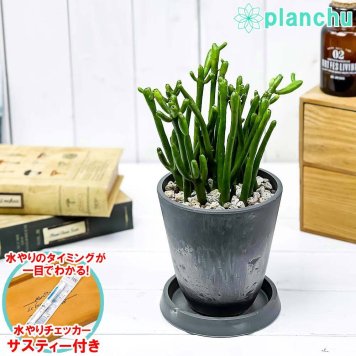 PLANCHU 多肉植物 ユーフォルビア セドロルム 4号樹脂鉢 ダークグレー サスティー付き 受け皿付き 育て方説明書付き Euphorbia cedrorum オンコクラータ 多肉植物