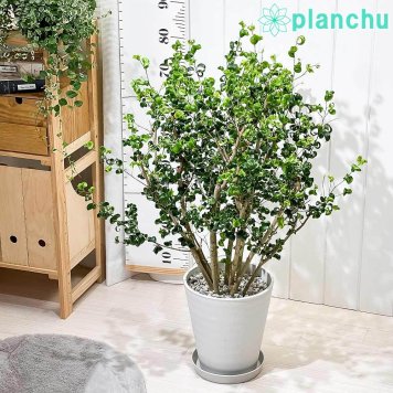 PLANCHU 観葉植物 フィカス ベンジャミン バロック 8号鉢 受け皿付き 育て方説明書付き PVP Ficus benjamina ‘Barok’ 幸運を呼ぶ木 ゴムノキ