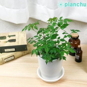 PLANCHU 観葉植物 ラデルマケラ シニカ 4号鉢 受け皿付き 育て方説明書付き Radermachera sinica ステレオスペルマム