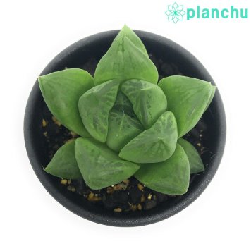 PLANCHU 多肉植物 ハオルチア 宝草 2.5号鉢 Haworthia cuspidata