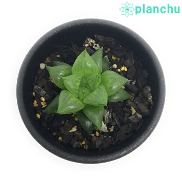 PLANCHU 多肉植物 ハオルチア 玉緑 2.5号鉢 Haworthia