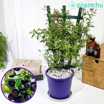 PLANCHU 果樹 ビルベリー トレリス仕立て 5号鉢 受け皿付き 育て方説明書付き Vaccinium myrtillus 苗 苗木 庭木 植木 ブルーベリー