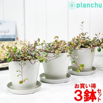観葉植物 ワイヤープランツ スポットライト 3.5号鉢 3鉢セット 受け皿付き 育て方説明書付き Muehlenbeckia ミューレンベッキア 斑入り