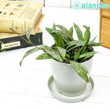 PLANCHU 観葉植物 ホヤ シギラティス 3.5号鉢 受け皿付き 育て方説明書付き Hoya sigillatis サクララン 桜蘭