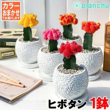 PLANCHU サボテン ギムノカリキウム ヒボタン 陶器鉢植え 受け皿付き 育て方説明書付き 緋牡丹 キャンドルサボテン カラーヘッドサボテン 丈夫 初心者向き