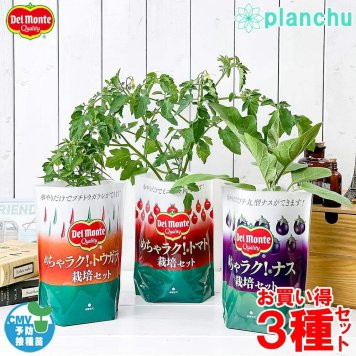 デルモンテ めちゃラク！野菜栽培セット トマト ナス トウガラシ 3種セット 野菜 野菜苗 予防接種苗 植え込み完成品