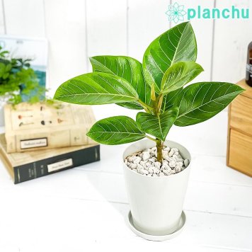 PLANCHU 観葉植物 フィカス アルテシマ 斑入り 4号鉢 受け皿付き 育て方説明書付き Ficus altissima ‘Variegata’ ゴムノキ