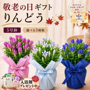  敬老の日 フラワーギフトギフト 花 リンドウ りんどう 鉢植え  鉢植え 5寸 5号 りんどう リンドウ 竜胆 敬老の日 お彼岸花鉢 ギフト 生花 プレゼント