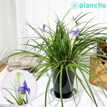 PLANCHU 観葉植物 ワリシア キアネア ホワイト 5号鉢 受け皿付き 育て方説明書付き Wallisia cyanea cv. ハナアナナス ブロメリア ティランジア チランジア