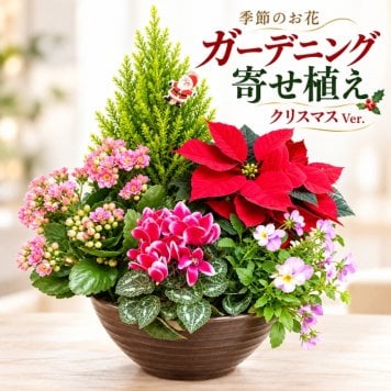 季節の寄植え 鉢 ガーデニング クリスマス ポインセチア シクラメン 花 鉢植え ギフト 秋 おしゃれ 誕生日 プレゼント 母 祖母 女性 お花 お誕生日 結婚祝い 新築祝い 友人 結婚記念日 妻 両親 開店祝い 開業祝い 退職祝い