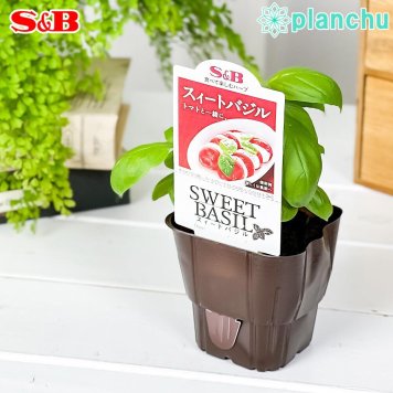 PLANCHU ハーブ苗 S&B スイートバジル 3号ポット エスビー食品 フレッシュハーブ コンパニオンプランツ ベランダ菜園 家庭菜園 JAN4901002604233