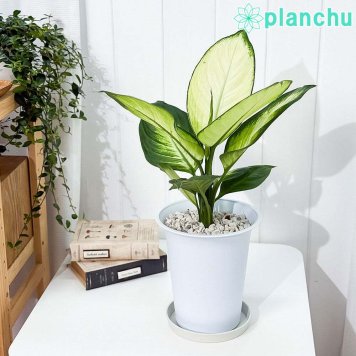 PLANCHU 観葉植物 ディフェンバキア トロピック マリアンヌ 6号鉢 受け皿付き 育て方説明書付き Dieffenbachia ‘Tropic Marianne’ アロイド