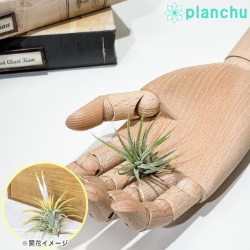 PLANCHU メール便発送 エアプランツ ティランジア イオナンタ 白花 Sサイズ 1株 W3×H3cm前後 育て方説明書付き Tillandsia ionantha ‘White Flower’ エアープランツ チランジア
