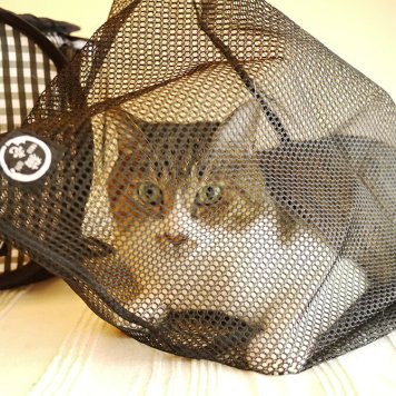 猫壱 おちつくネット