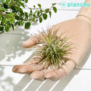 PLANCHU エアプランツ ティランジア イオナンタ ルブラ Mサイズ 1株 W7×H6cm前後 育て方説明書付き Tillandsia ionantha ‘Rubra’ エアープランツ チランジア