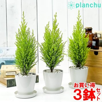 PLANCHU コニファー ゴールドクレスト ウィルマ 3.5号鉢 3鉢セット 受け皿付き 育て方説明書付き Cupressus macrocarpa ‘Wilma’ 庭木 植木 クリスマスツリー
