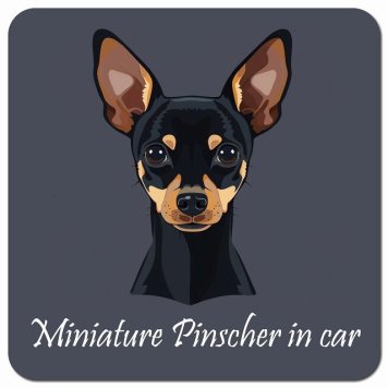 イラスト付 Dog in Car ミニチュアピンシャー Bタイプ カーサイン 車 マグネットステッカー 犬 マグネット 強力 13x13cm 正方形 おしゃれ かわいい ドラレコステッカー 安全対策 危険運転 煽り運転 アニマル 動物 犬種別 屋外 防水 屋内