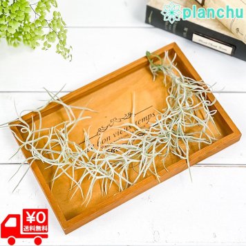PLANCHU メール便発送 エアプランツ ティランジア ウスネオイデス 太葉 Sサイズ 1束 育て方説明書付き Tillandsia usneoides エアープランツ チランジア